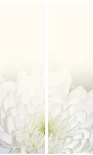 Trauerschleife mit weißer Chrysantheme - Symbol für Trauer und Erinnerung