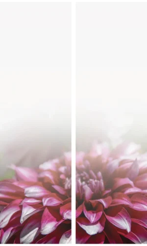 Kranzschleife mit pinkfarbener Aster - Symbol für Erinnerung und Zuneigung