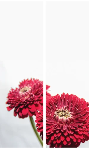 Trauerschleife mit roter Gerbera - Symbol für Liebe und Bewunderung