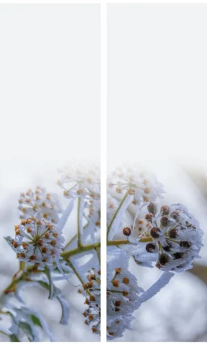 Trauerschleife mit Beeren-Frostmotiv - Symbol für Vergänglichkeit und Erinnerung