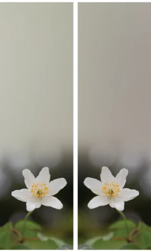 Trauerschleife mit Buschwindröschenmotiv - Symbol für Hoffnung und Erneuerung