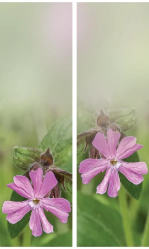Trauerschleife mit rotem Wildblumenmotiv - Zeichen der Leidenschaft und Freiheit