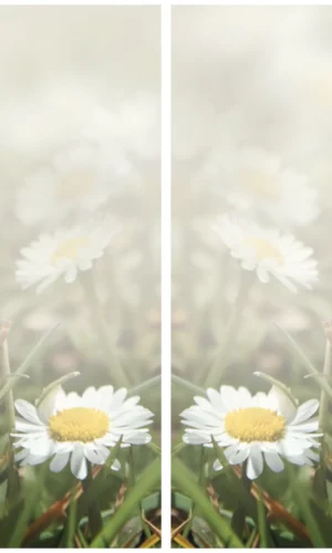 Grabschleife mit Gänseblümchenmotiv - Symbol für Unschuld und Einfachheit