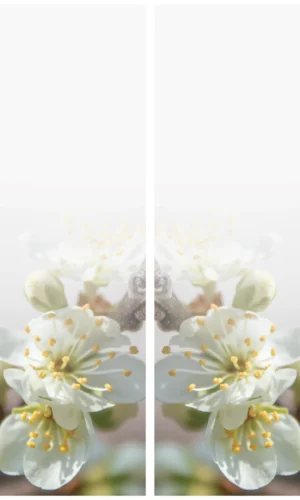 Trauerschleife mit Pflaumenblütenmotiv - Zeichen der Erneuerung und Schönheit