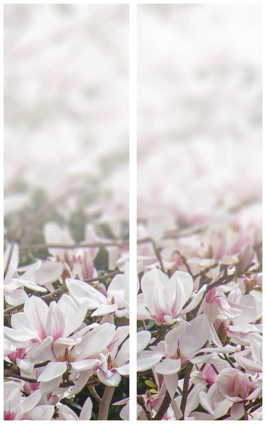 Kranzschleife mit Magnolienblütenmotiv - Symbol für Reinheit und Adel