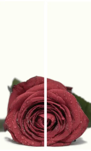 Kranzschleife mit Rosenmotiv - Symbol für Liebe und Zuneigung