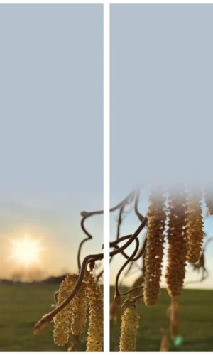 Trauerschleife mit Zirbel-Sonnenmotiv - Zeichen der Hoffnung und Erneuerung