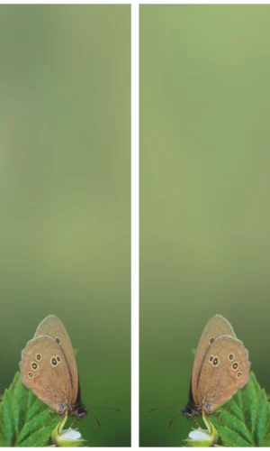 Kranzschleife mit Schmetterlingsmotiv - Symbol für Transformation und Freiheit