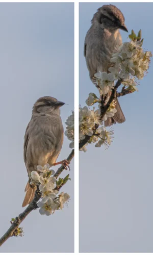 Trauerschleife mit Spatzen-Motiv - Symbol für Gemeinschaft und Zusammenhalt